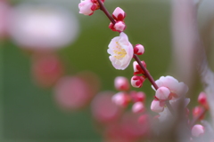梅花