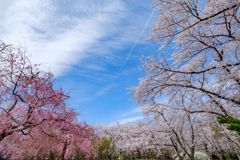 桜晴れ