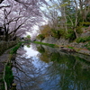 八幡堀めぐり　春