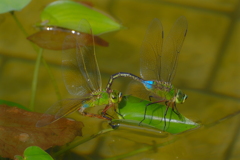 継ぐ