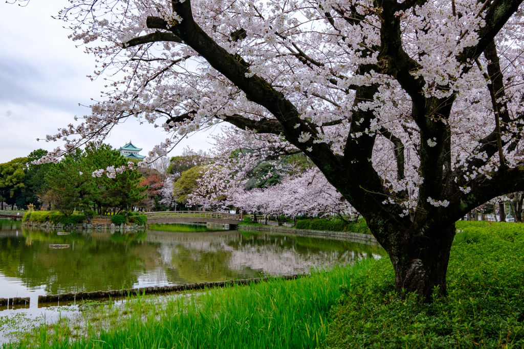春の名城公園
