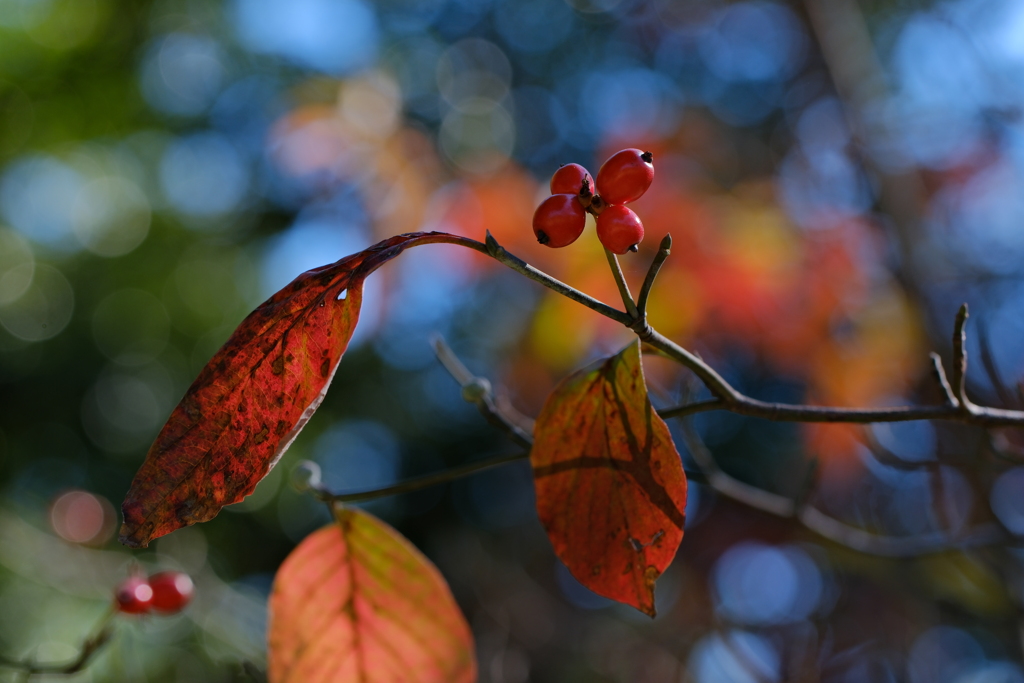 ハナミズキ紅葉