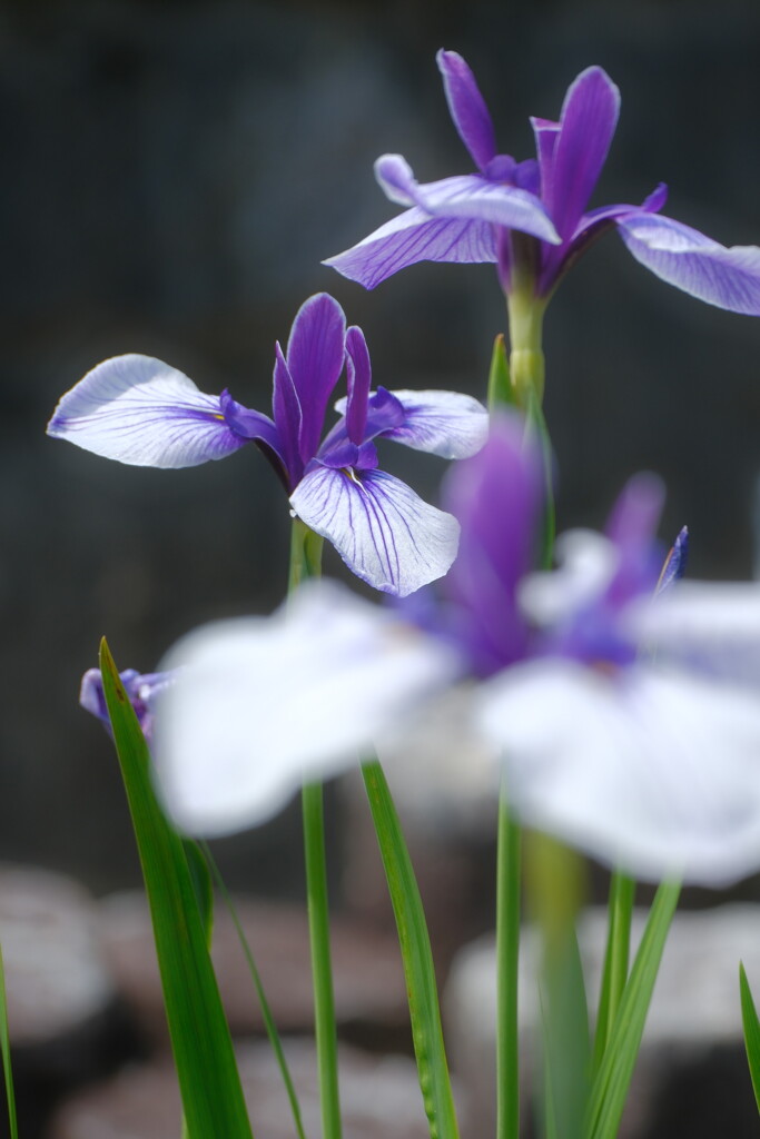 花菖蒲