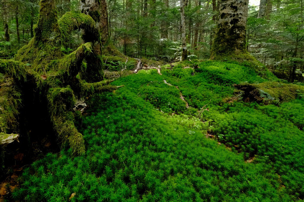 苔の森