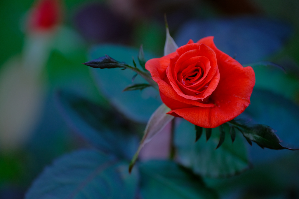 薔薇
