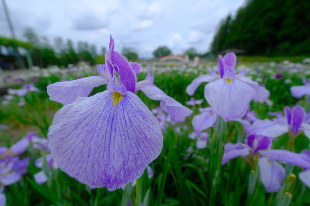 花菖蒲