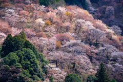 吉野千本桜