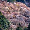吉野千本桜