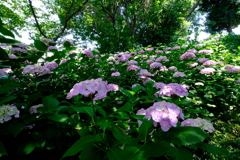 紫陽花