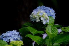 紫陽花