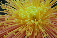 菊