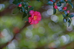 山茶花