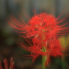 曼珠沙華