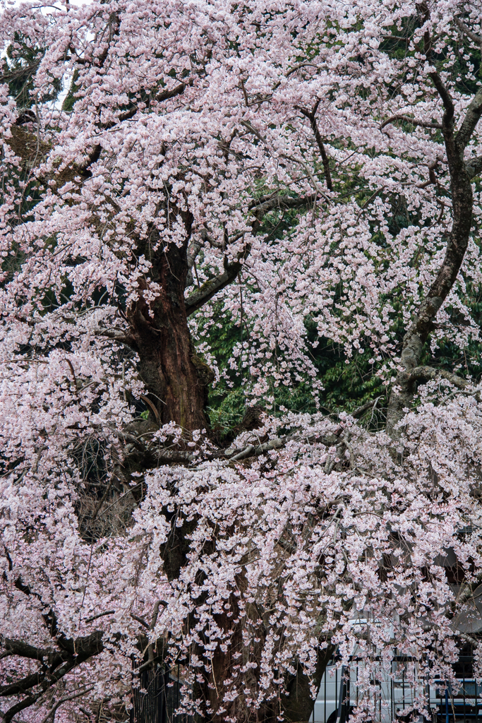 身延山　枝垂桜満開