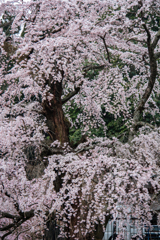 身延山　枝垂桜満開