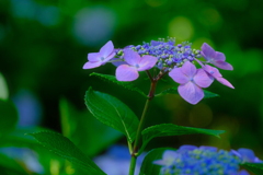 紫陽花