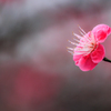 紅梅