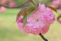 八重桜