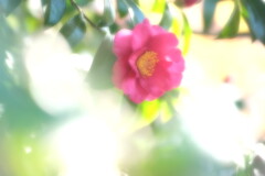 小春日和