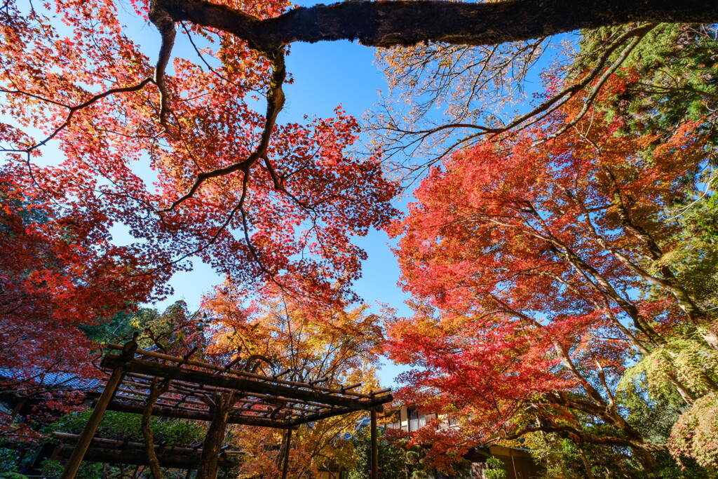 金剛輪寺　錦秋