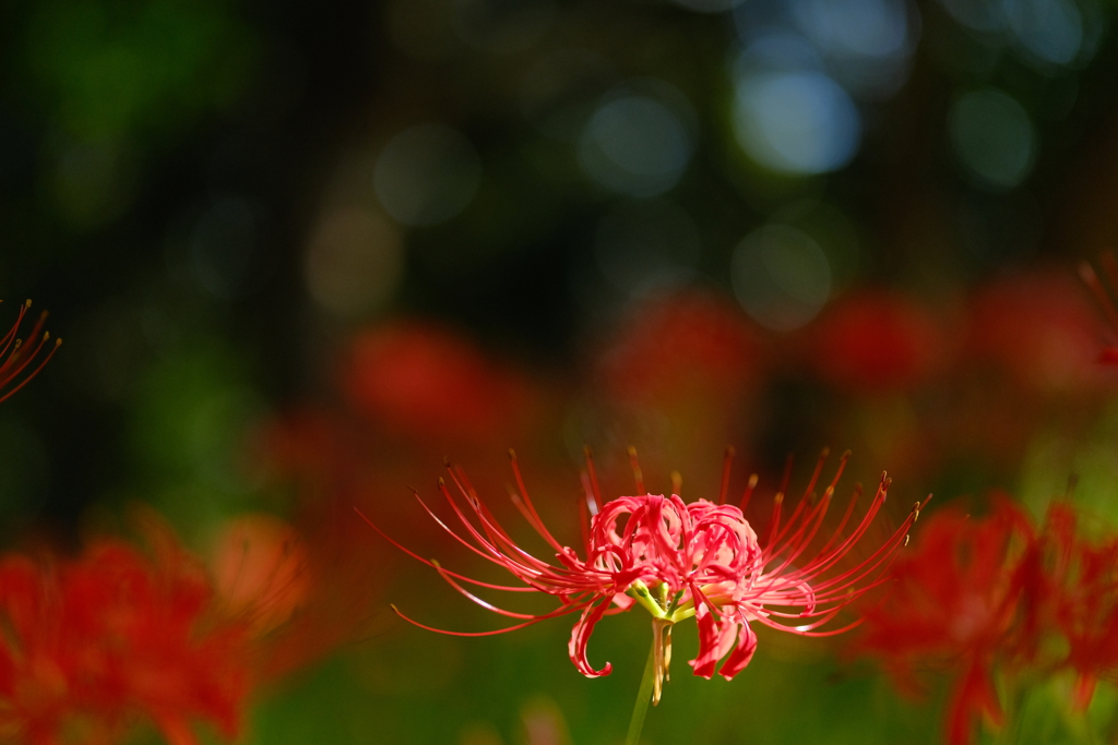 彼岸花