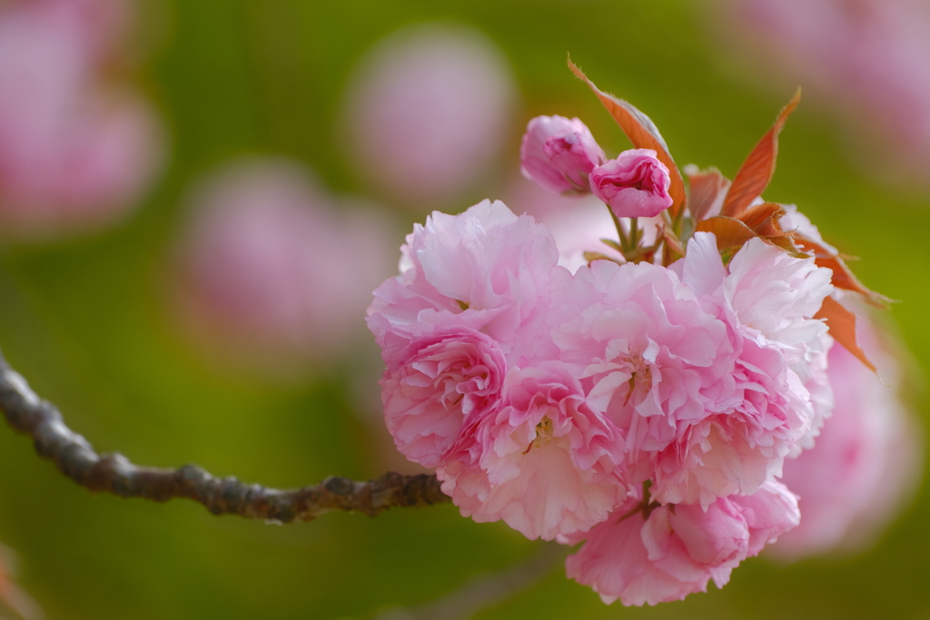 八重桜