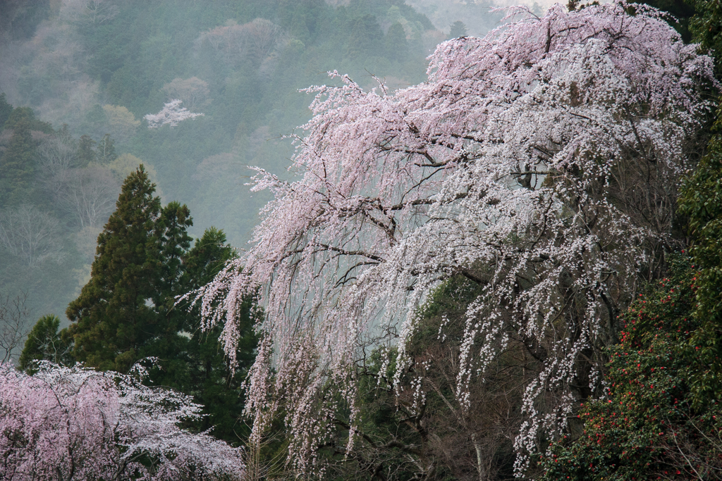 身延山　枝垂桜