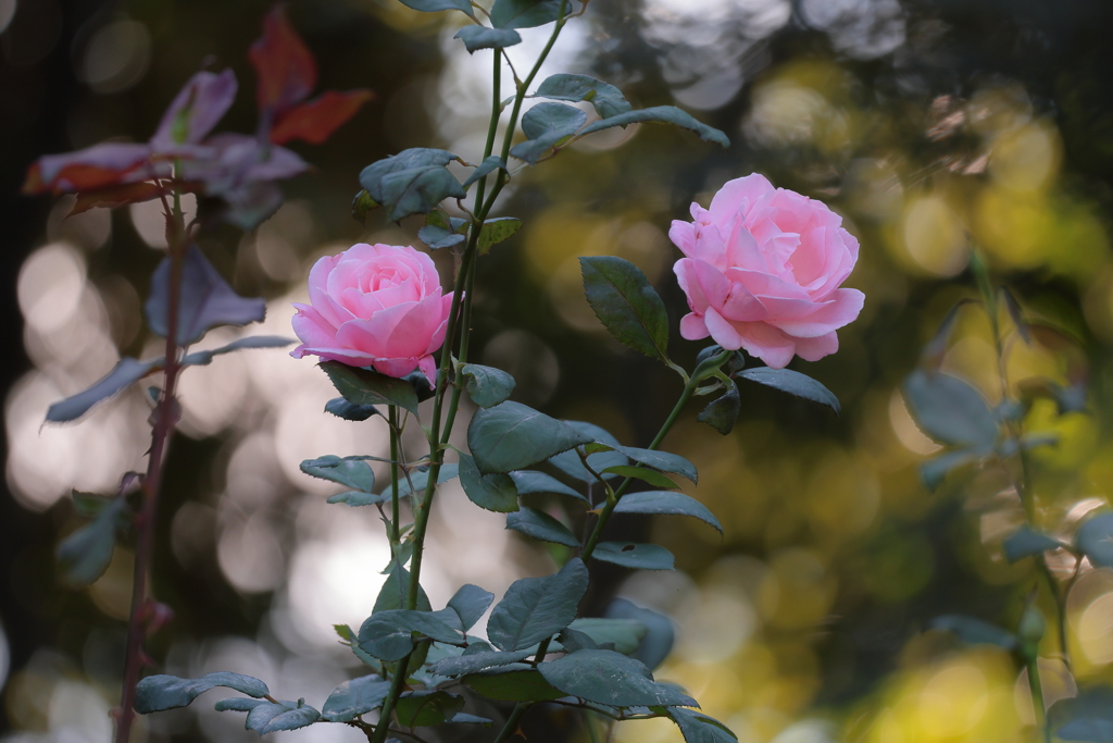 晩秋の薔薇