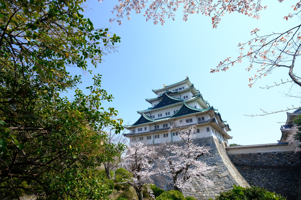 桜と名古屋城