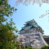 桜と名古屋城