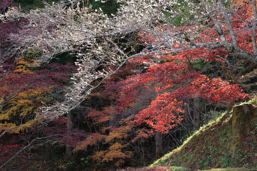 秋の彩り