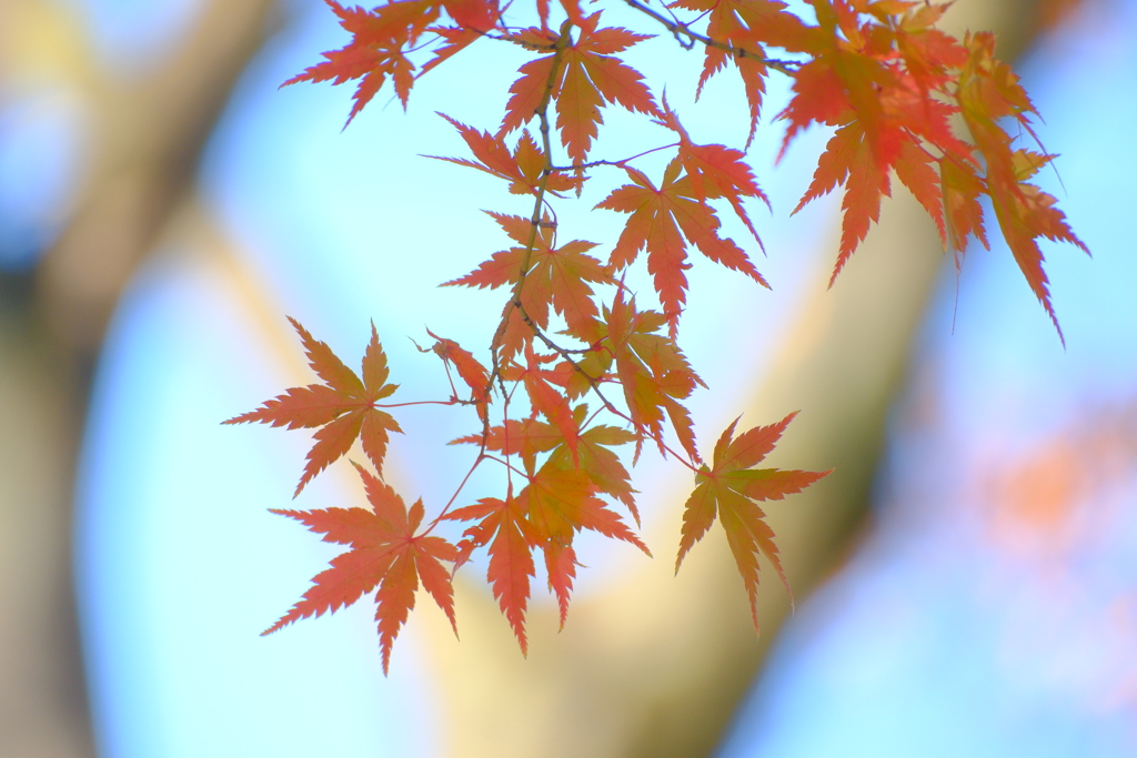 薄紅葉