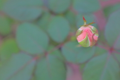 蕾