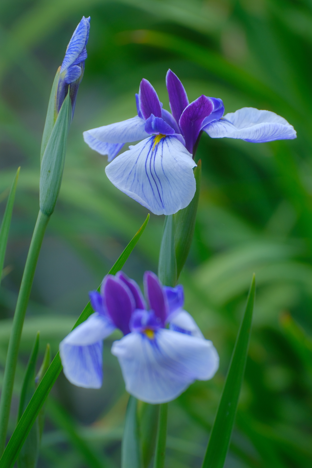 花菖蒲