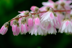 開花