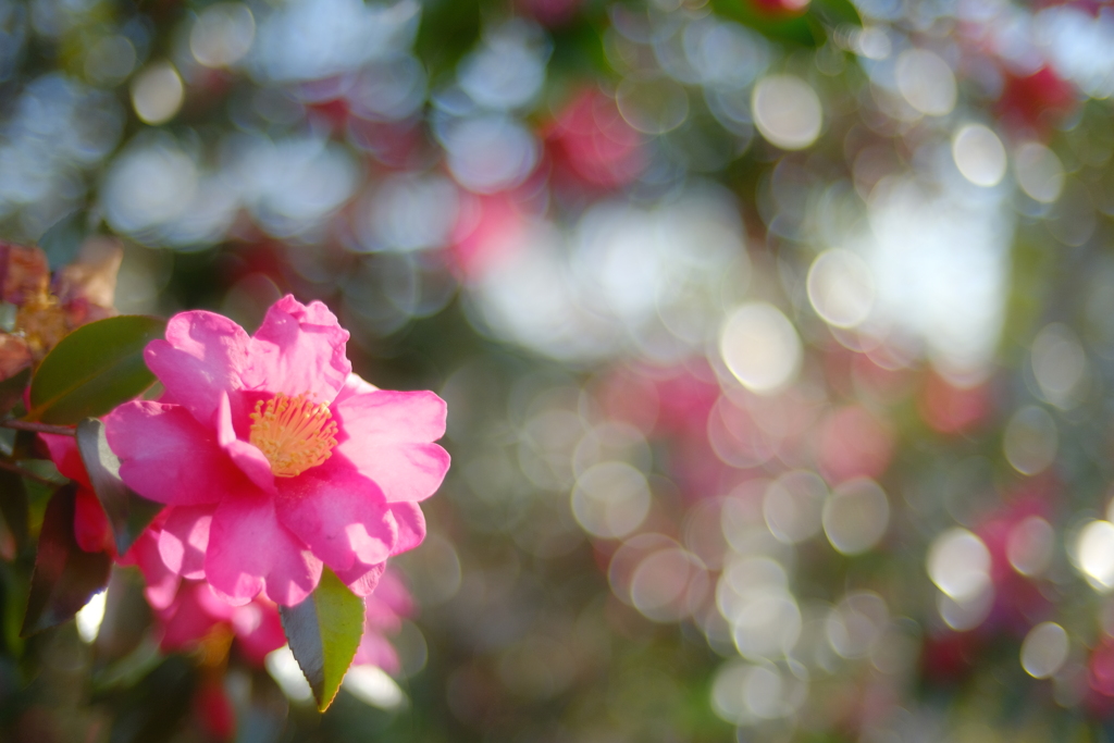 山茶花