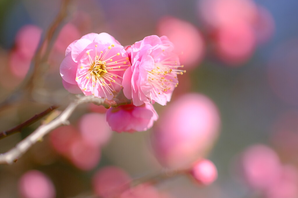 早春の彩