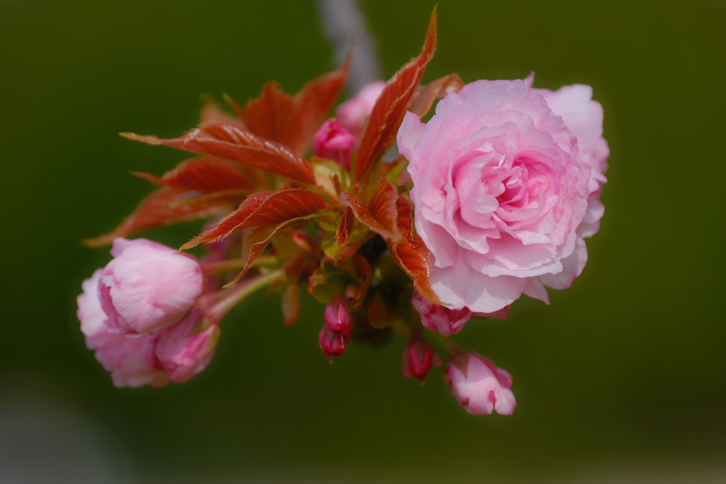 八重桜