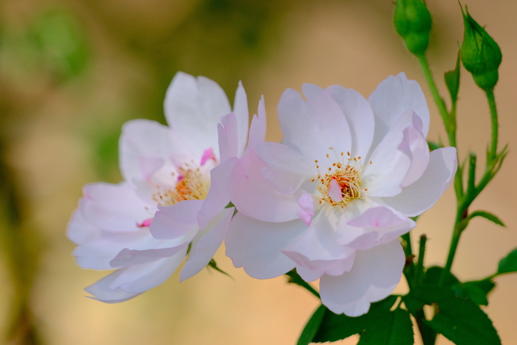 薔薇