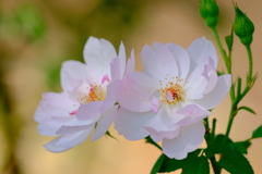 薔薇