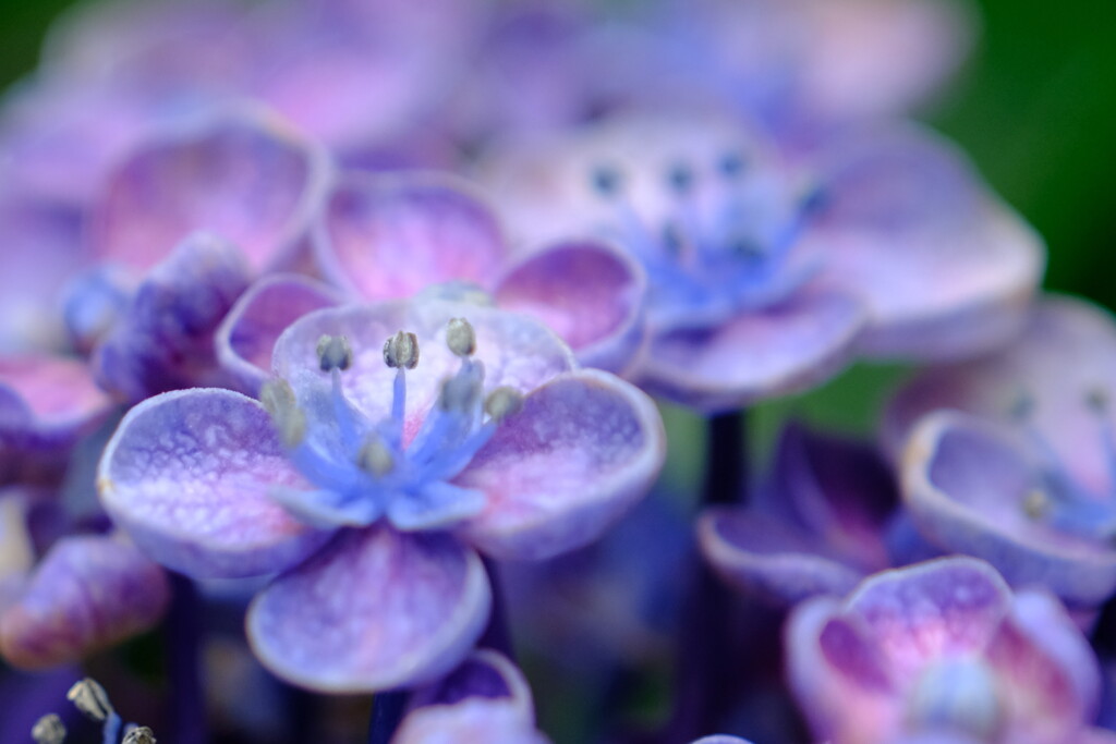 花真