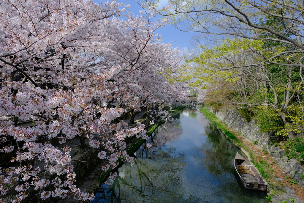 春の八幡堀