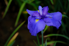 花菖蒲