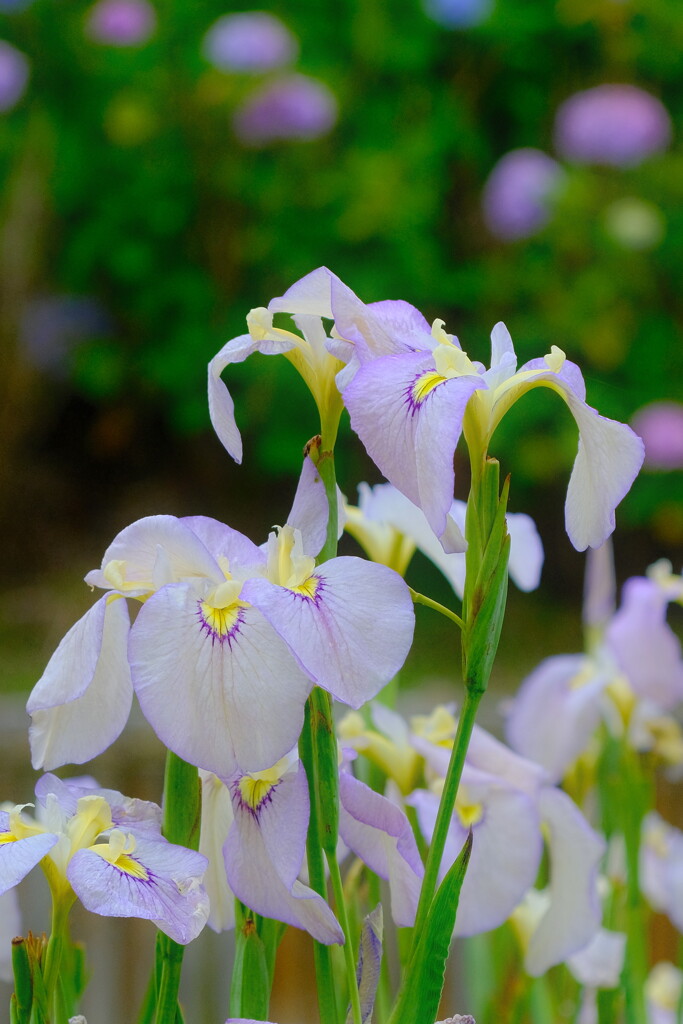 花菖蒲