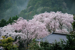 身延山　枝垂桜