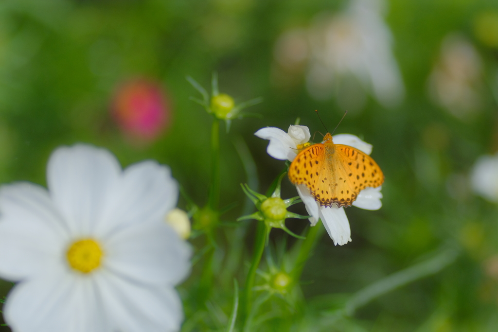 花と蝶５