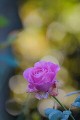 冬の薔薇