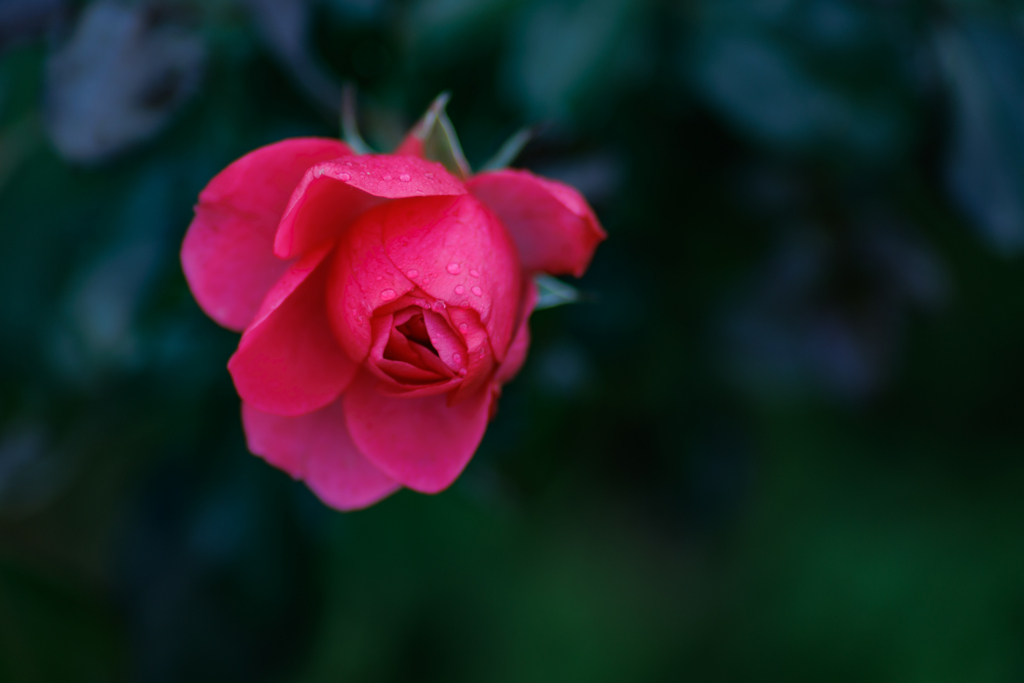 残り薔薇