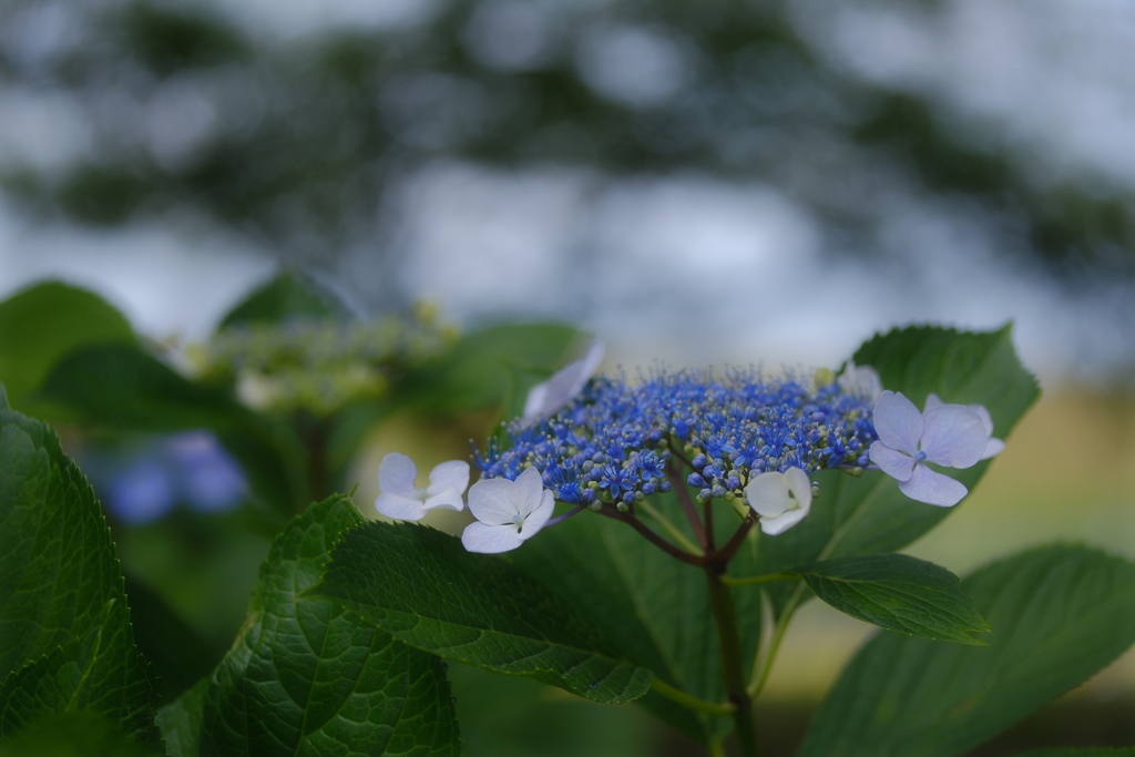 花菖蒲