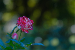 薔薇